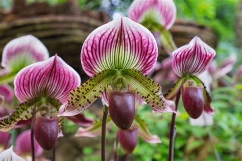 蘭花品種|小蘭花品種有哪些？10種常見小蘭花品種介紹、照顧